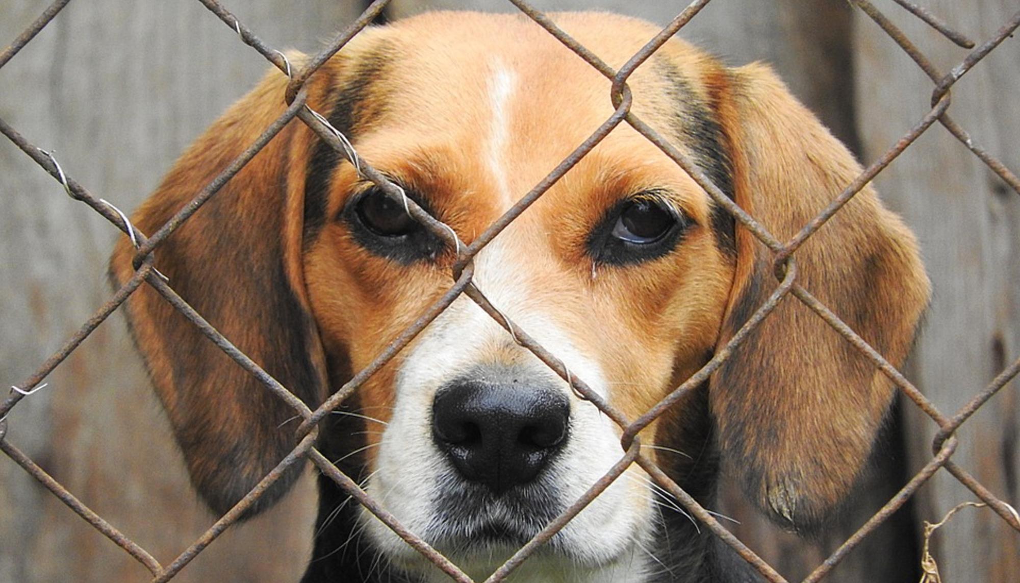 beagle-pixabay